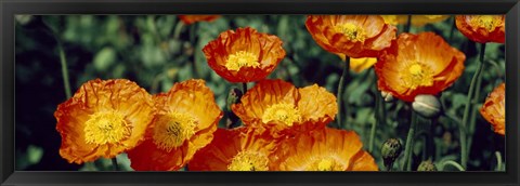 Framed Poppies In Bloom, Japan Print