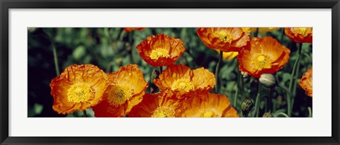 Framed Poppies In Bloom, Japan Print