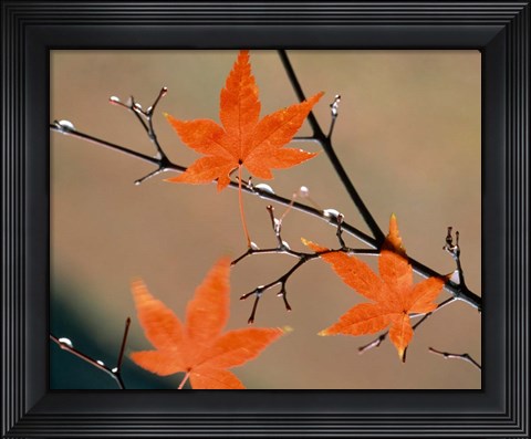 Framed Red Autumn Leaves On Branches, Kyoto, Japan Print