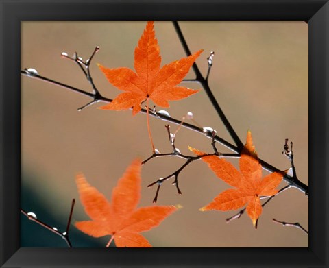 Framed Red Autumn Leaves On Branches, Kyoto, Japan Print