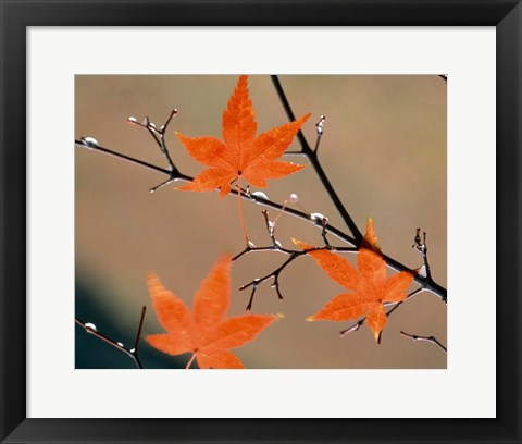 Framed Red Autumn Leaves On Branches, Kyoto, Japan Print