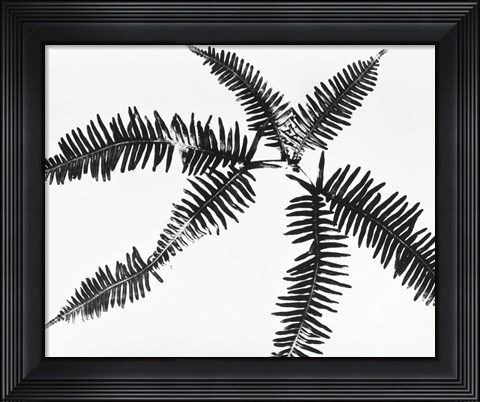Framed Fern Leaves Print