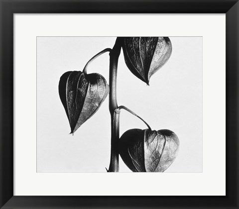 Framed Twig With Seed Pods Print