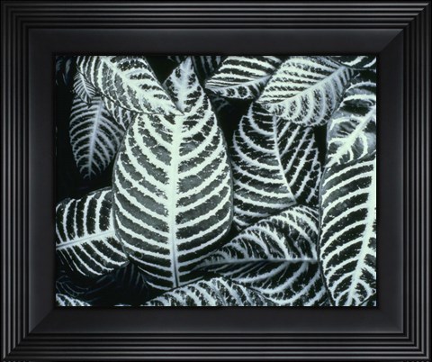 Framed Zebra Leaves Print