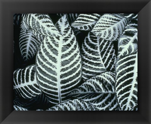 Framed Zebra Leaves Print