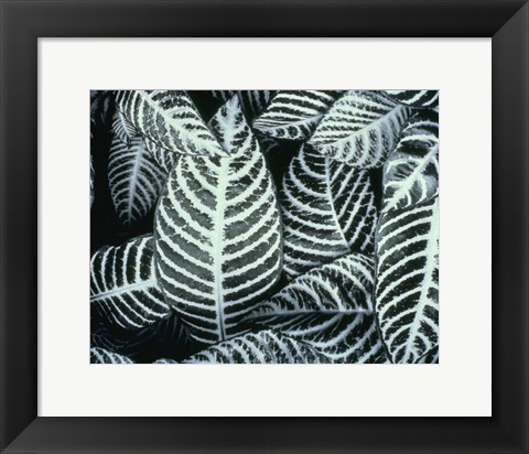 Framed Zebra Leaves Print