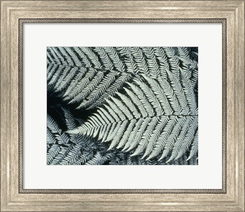 Framed Ferns Print
