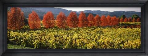 Framed Crop In A Vineyard, Napa Valley, California Print