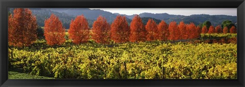 Framed Crop In A Vineyard, Napa Valley, California Print