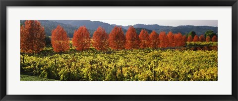 Framed Crop In A Vineyard, Napa Valley, California Print