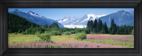 Framed Fireweed, Mendenhall Glacier, Juneau, Alaska Print