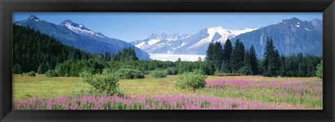 Framed Fireweed, Mendenhall Glacier, Juneau, Alaska Print