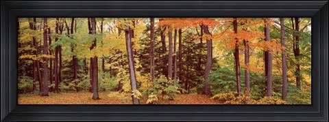 Framed Autumn Trees In A Forest, Chestnut Ridge Park, New York Print