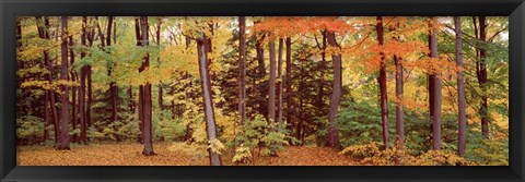 Framed Autumn Trees In A Forest, Chestnut Ridge Park, New York Print
