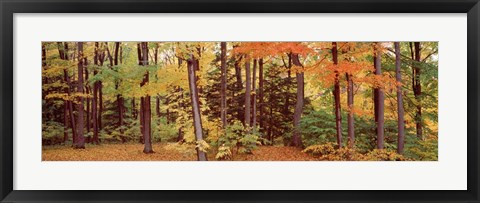 Framed Autumn Trees In A Forest, Chestnut Ridge Park, New York Print