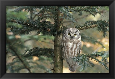 Framed Owl In Tree Print