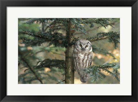 Framed Owl In Tree Print