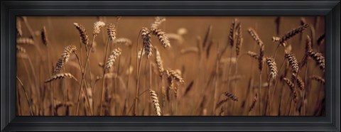 Framed Detail Wheat Print