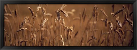 Framed Detail Wheat Print