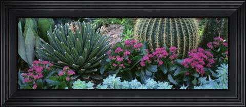Framed Plants Flowers Print