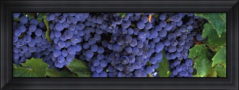 Framed Grapes On The Vine, Napa, California Print