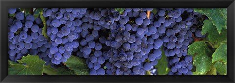 Framed Grapes On The Vine, Napa, California Print