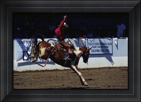 Framed Saddle Bronc Rider Print