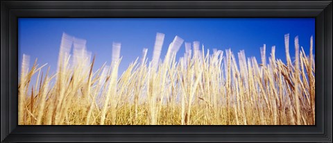 Framed Marram Grass In A Field, Washington State Print