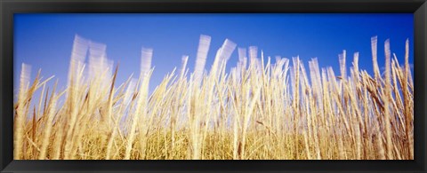 Framed Marram Grass In A Field, Washington State Print