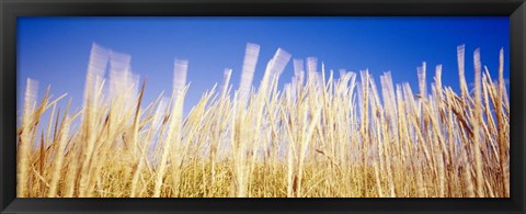 Framed Marram Grass In A Field, Washington State Print