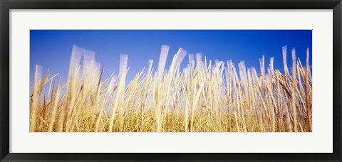 Framed Marram Grass In A Field, Washington State Print