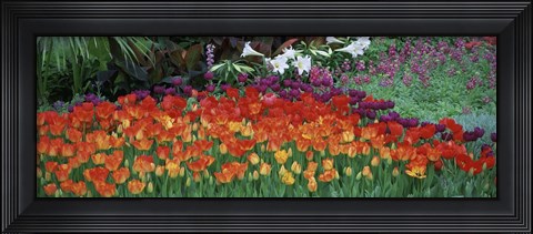 Framed Close-Up Of Flowers In A Garden, Botanical Garden Of Buffalo, New York Print