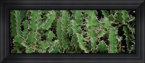 Framed Close-Up Of Cactus Plants, Botanical Gardens Of Buffalo, New York Print
