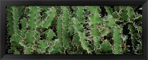 Framed Close-Up Of Cactus Plants, Botanical Gardens Of Buffalo, New York Print