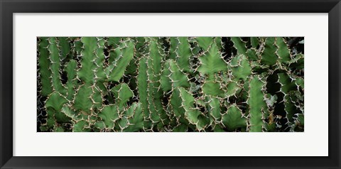 Framed Close-Up Of Cactus Plants, Botanical Gardens Of Buffalo, New York Print