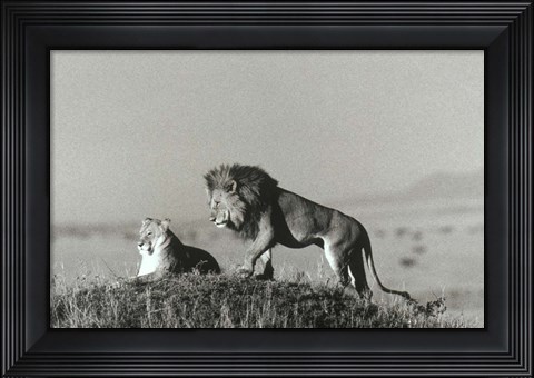 Framed Lion And Lioness On A Hill Print