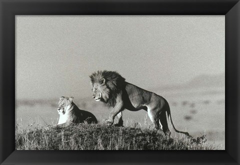 Framed Lion And Lioness On A Hill Print