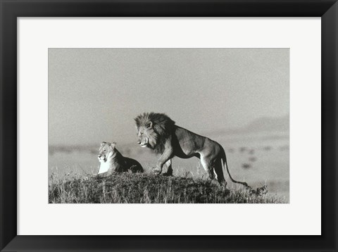 Framed Lion And Lioness On A Hill Print