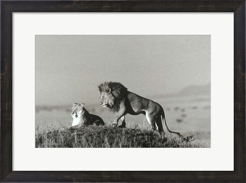 Framed Lion And Lioness On A Hill Print
