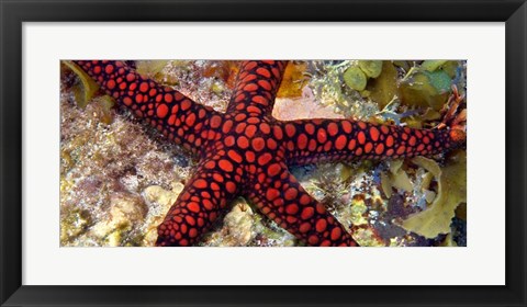 Framed Sea Star Print