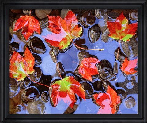 Framed Close-Up Of Maple Leaves In The Water Print