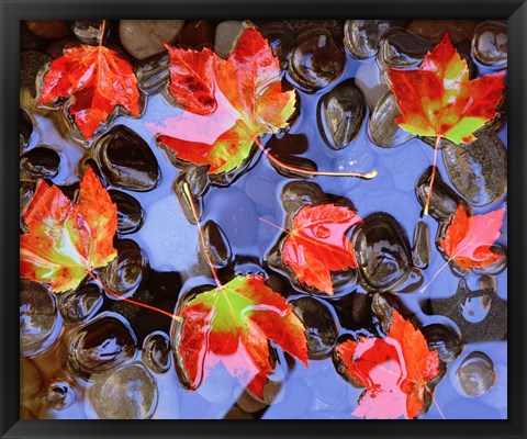 Framed Close-Up Of Maple Leaves In The Water Print