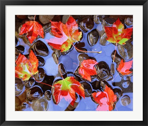 Framed Close-Up Of Maple Leaves In The Water Print