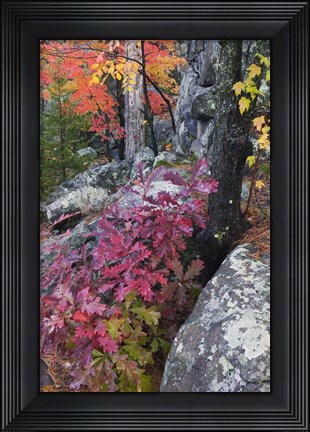 Framed Autumn Color Foliage And Boulders Along Saint Louis River, Minnesota. Print