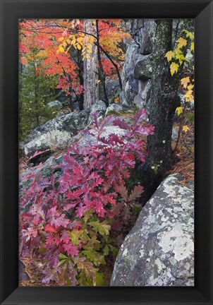 Framed Autumn Color Foliage And Boulders Along Saint Louis River, Minnesota. Print