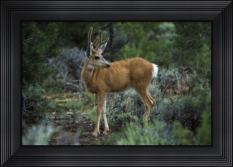 Framed Young Mule Deer Buck, Grand Canyon National Park, Arizona Print