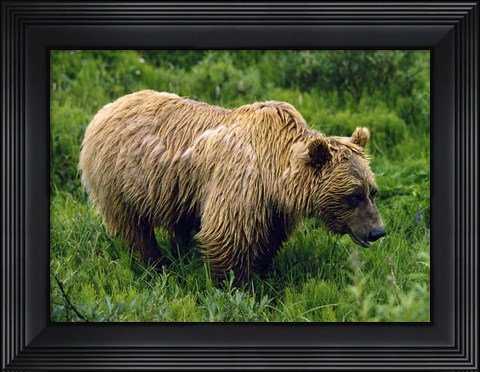 Framed Rain-Soaked Grizzly Bear In Grass, Profile, Denali National Park, Alaska Print