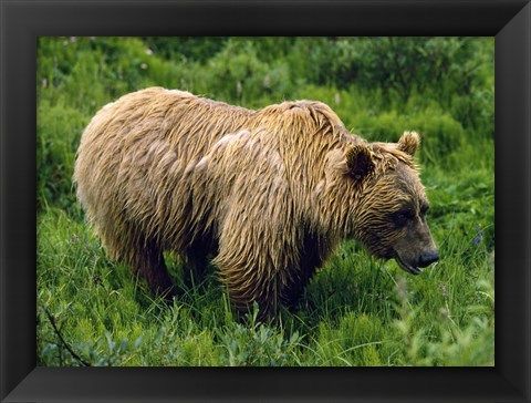 Framed Rain-Soaked Grizzly Bear In Grass, Profile, Denali National Park, Alaska Print