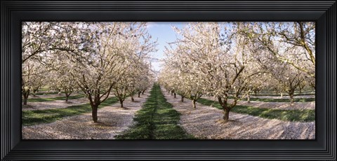 Framed Almond Trees In An Orchard, Central Valley, California Print