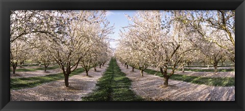 Framed Almond Trees In An Orchard, Central Valley, California Print